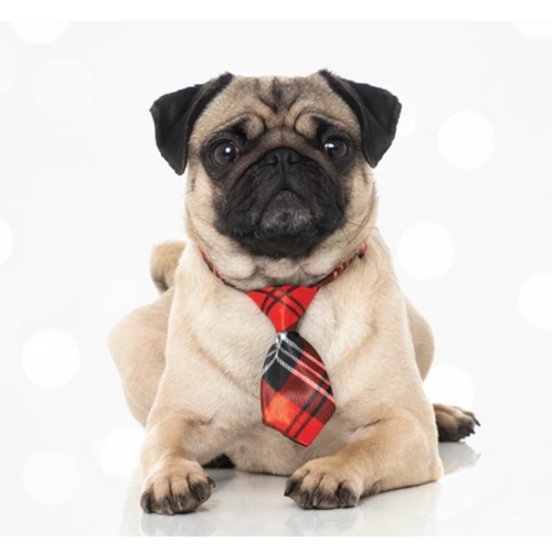 Doggie Neck Tie